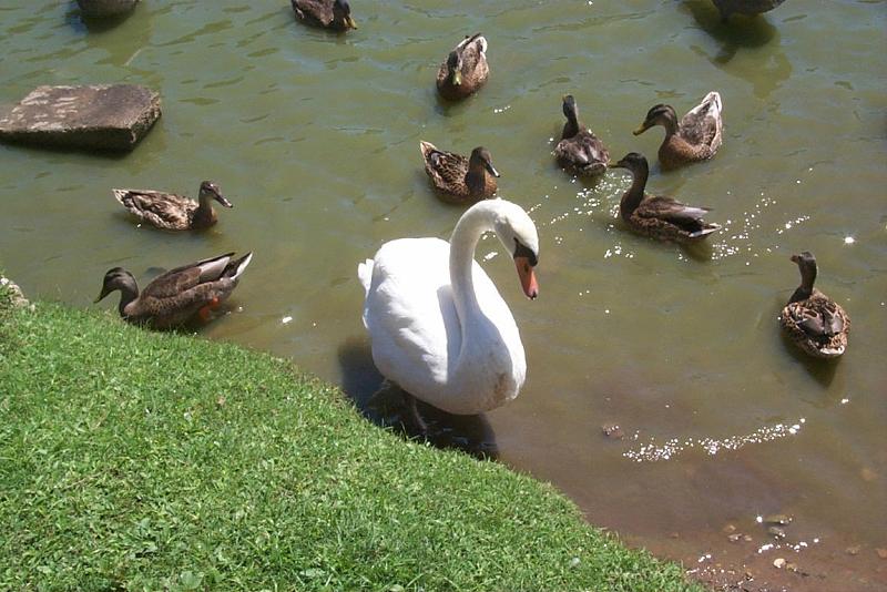 Mute Swan (Cygnus olor) {!--혹고니/백조-->; DISPLAY FULL IMAGE.