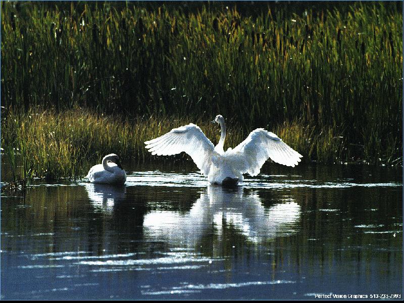 Trumpeter Swan (Cygnus buccinator) {!--나팔수큰고니--> pair; DISPLAY FULL IMAGE.