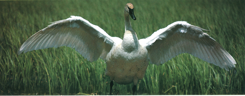Trumpeter Swan (Cygnus buccinator) {!--나팔수큰고니--> open wings; DISPLAY FULL IMAGE.