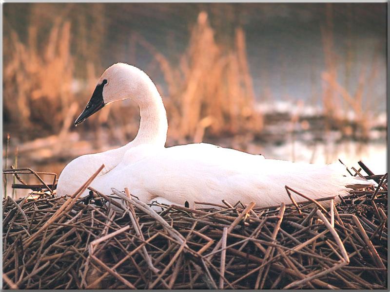 Trumpeter Swan (Cygnus buccinator) {!--나팔수큰고니--> in incubation; DISPLAY FULL IMAGE.