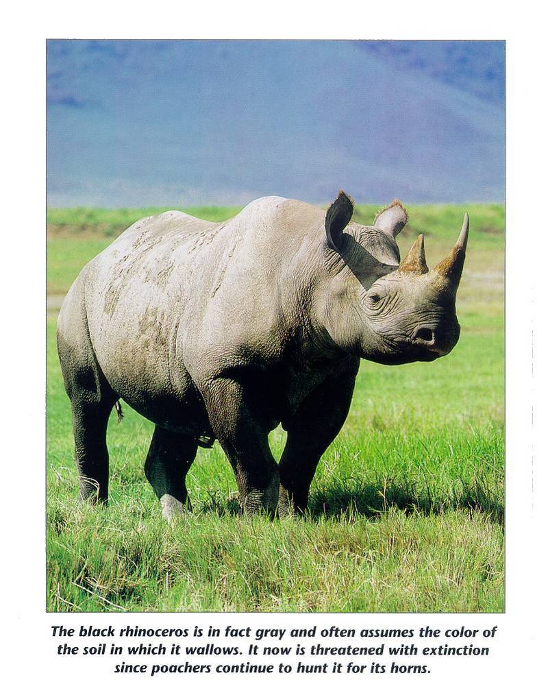 Black Rhinoceros (Diceros bicornis) {!--검정코뿔소-->; DISPLAY FULL IMAGE.