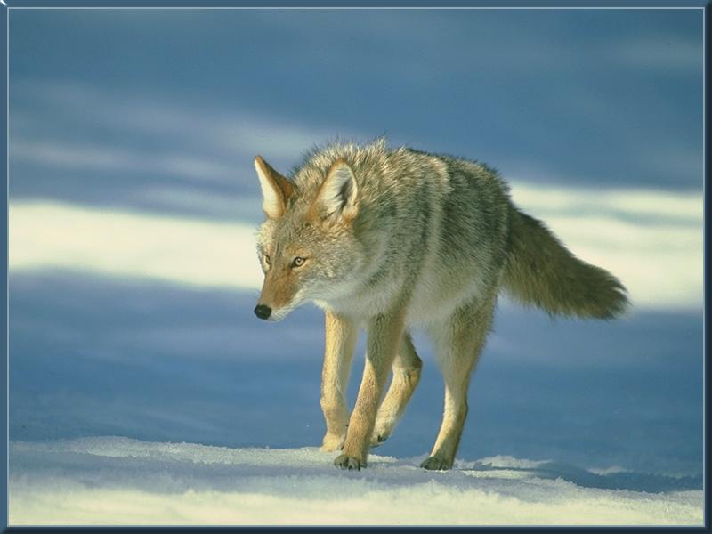 Coyote (Canis latrans) {!--코요테--> walking on snow; DISPLAY FULL IMAGE.