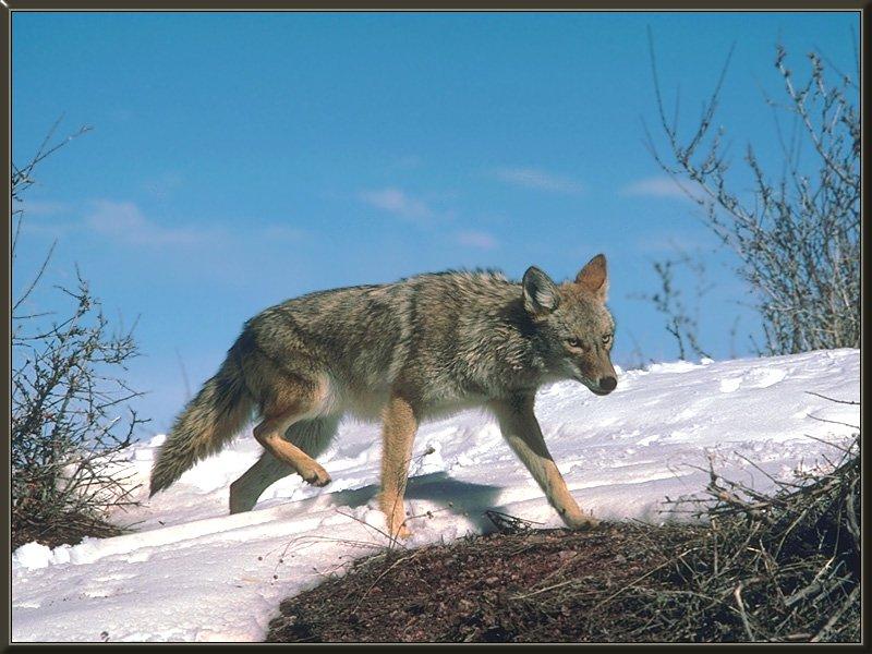 Coyote (Canis latrans) {!--코요테--> walking on snow; DISPLAY FULL IMAGE.