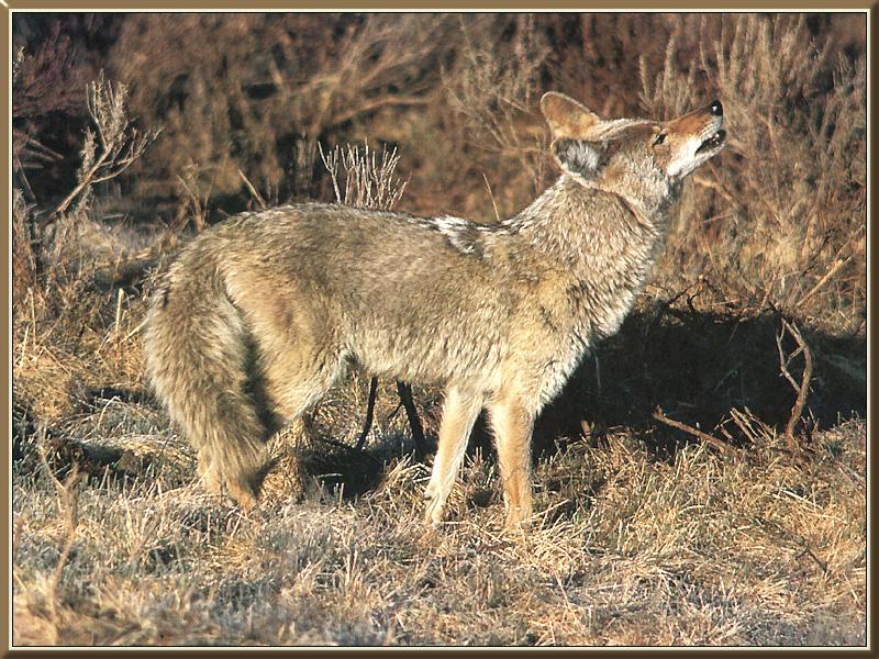 Coyote (Canis latrans) {!--코요테-->; DISPLAY FULL IMAGE.