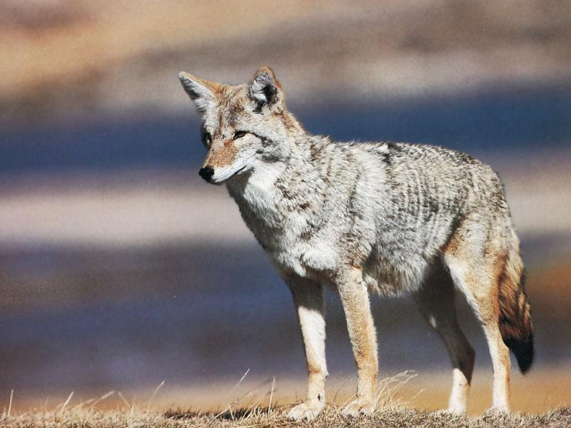 Coyote (Canis latrans) {!--코요테-->; DISPLAY FULL IMAGE.