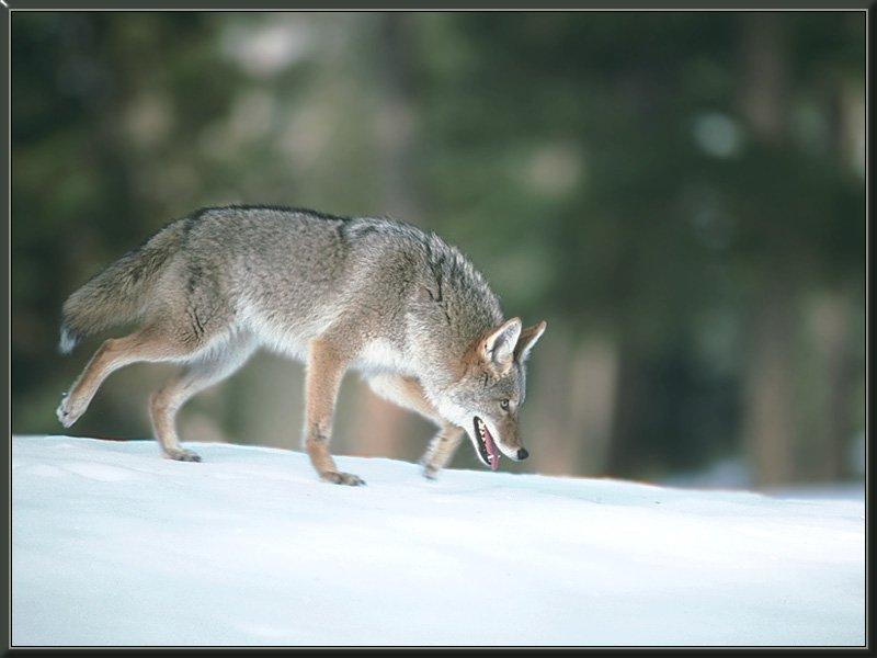 Coyote (Canis latrans) {!--코요테--> on snow; DISPLAY FULL IMAGE.