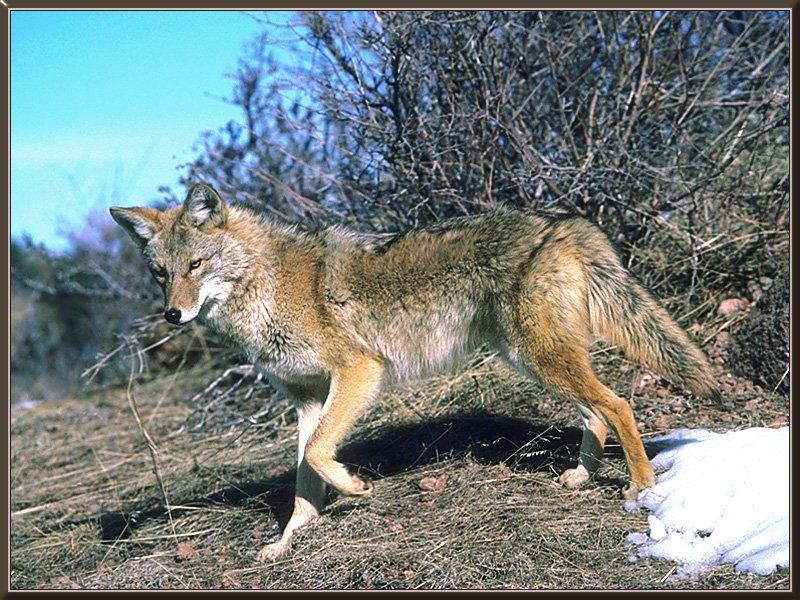 Coyote (Canis latrans) {!--코요테-->; DISPLAY FULL IMAGE.