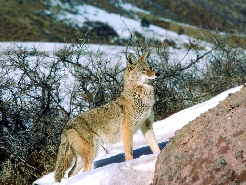 Coyote (Canis latrans) {!--코요테-->; DISPLAY FULL IMAGE.