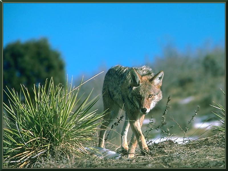 Coyote (Canis latrans) {!--코요테-->; DISPLAY FULL IMAGE.