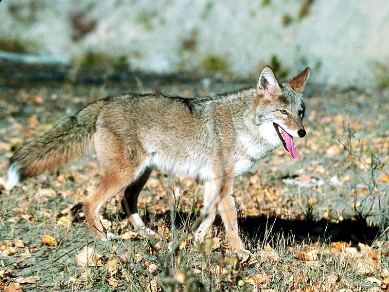 Coyote (Canis latrans) {!--코요테-->; DISPLAY FULL IMAGE.
