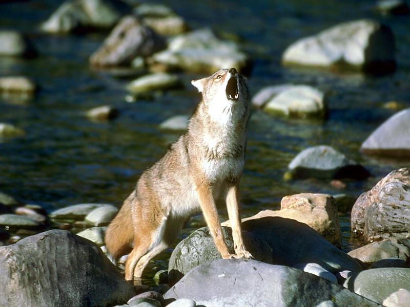 Coyote (Canis latrans) {!--코요테-->; DISPLAY FULL IMAGE.