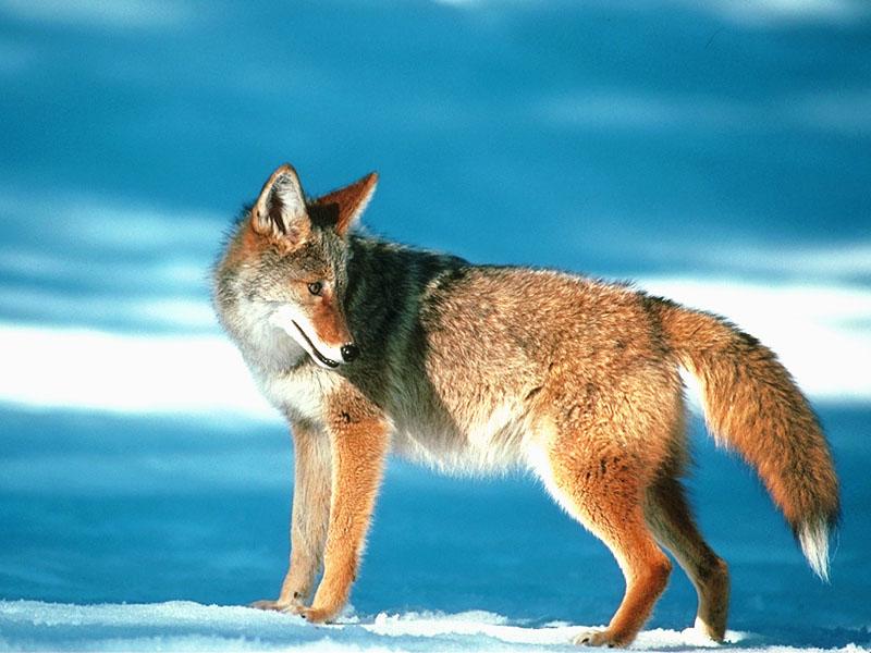 Coyote (Canis latrans) {!--코요테-->; DISPLAY FULL IMAGE.