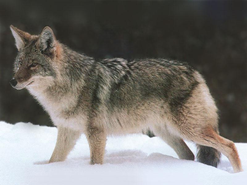 Coyote (Canis latrans) {!--코요테--> on snow; DISPLAY FULL IMAGE.