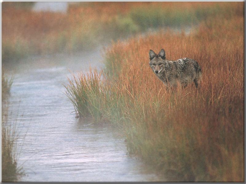 Coyote (Canis latrans) {!--코요테-->; DISPLAY FULL IMAGE.
