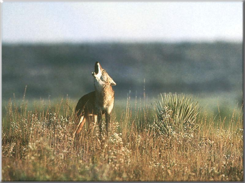 Coyote (Canis latrans) {!--코요테--> howling; DISPLAY FULL IMAGE.