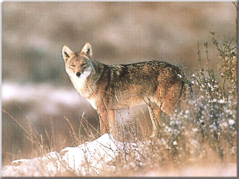 Coyote (Canis latrans) {!--코요테-->; DISPLAY FULL IMAGE.