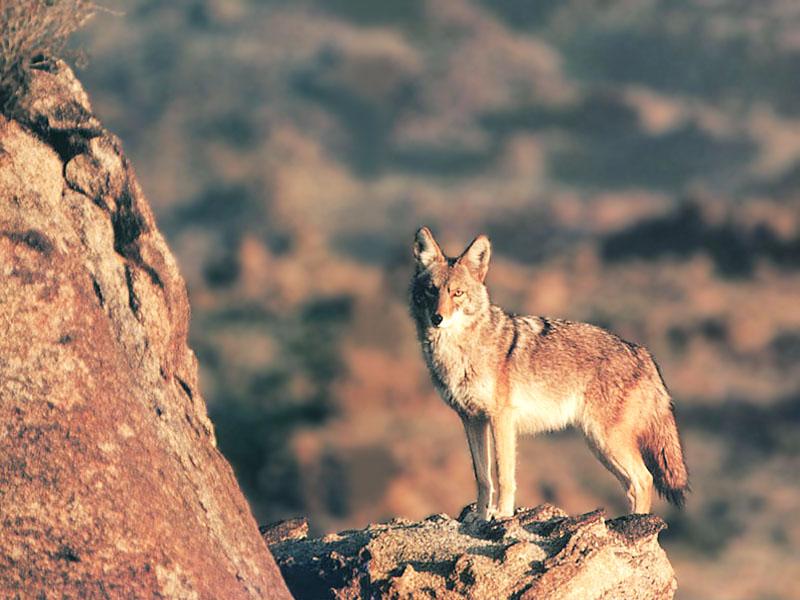 Coyote (Canis latrans) {!--코요테-->; DISPLAY FULL IMAGE.