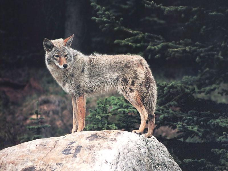 Coyote (Canis latrans) {!--코요테--> rock stander; DISPLAY FULL IMAGE.