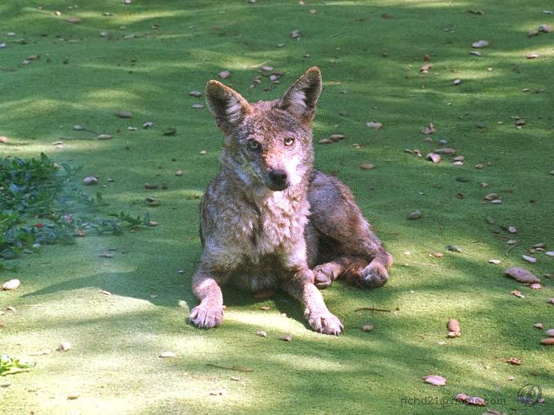 Coyote (Canis latrans) {!--코요테-->; DISPLAY FULL IMAGE.