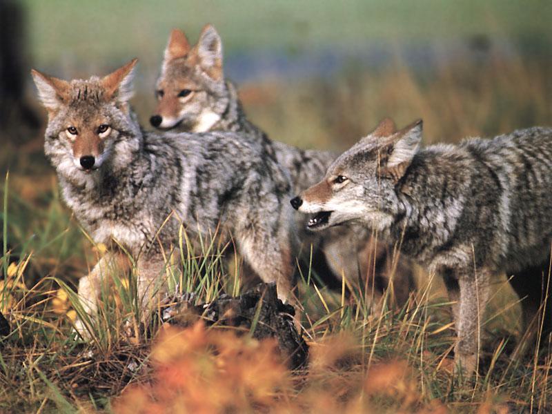 Coyote (Canis latrans) {!--코요테--> : coyotes pack; DISPLAY FULL IMAGE.