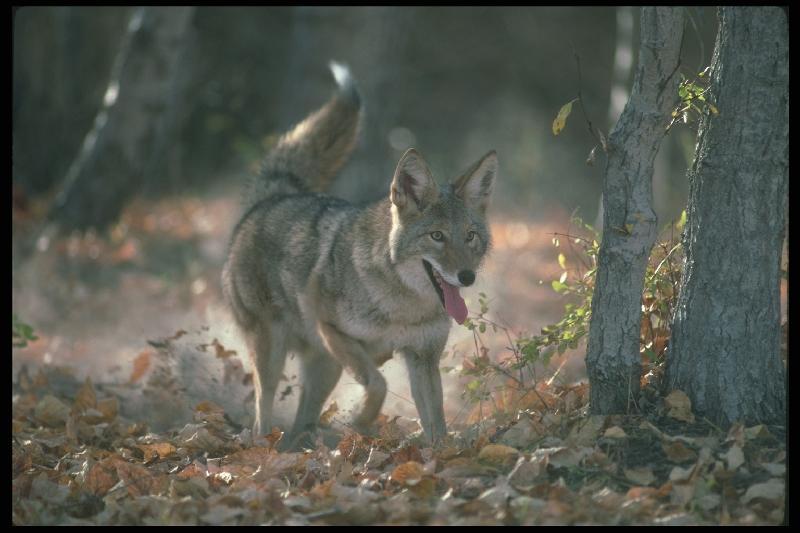 Coyote (Canis latrans) {!--코요테--> happy; DISPLAY FULL IMAGE.