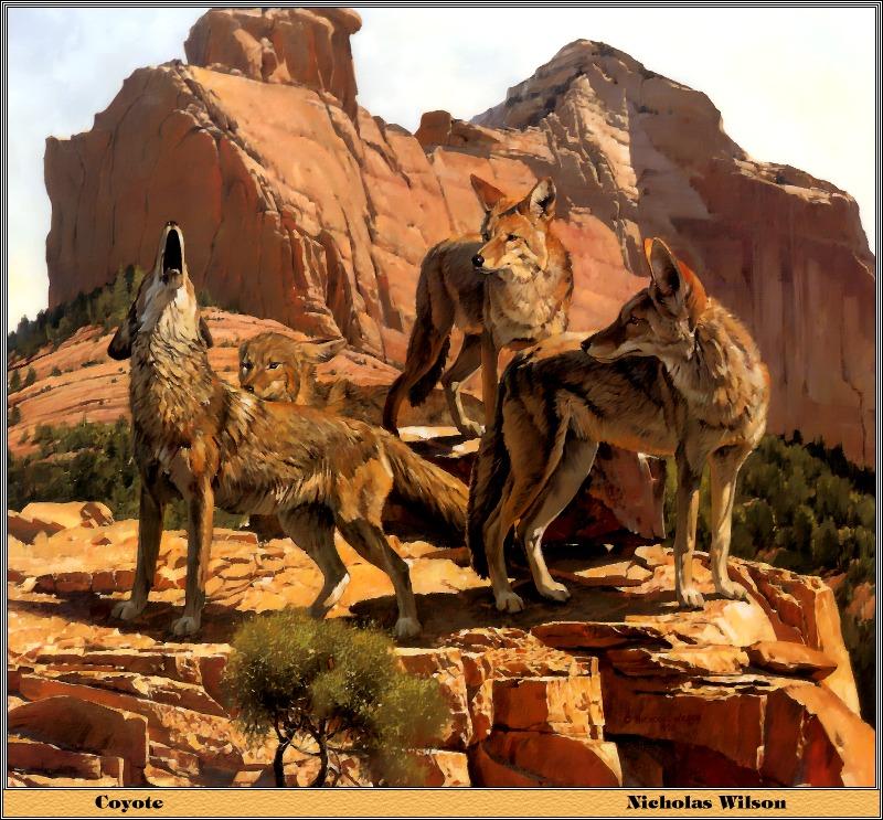 [Animal Art] Coyote (Canis latrans) {!--코요테--> coyotes pack - by Nicholas Wilson; DISPLAY FULL IMAGE.