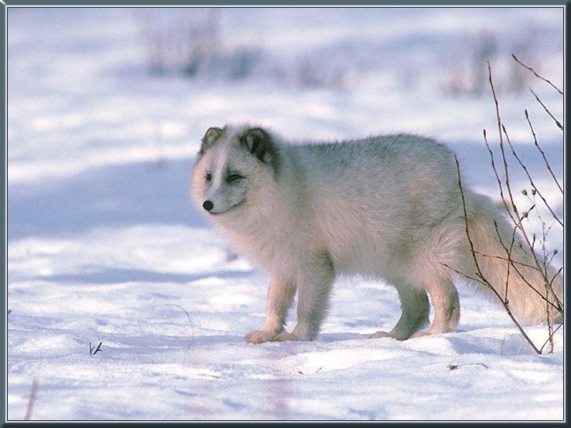 Arctic Fox (Alopex lagopus){!--북극여우-->; DISPLAY FULL IMAGE.