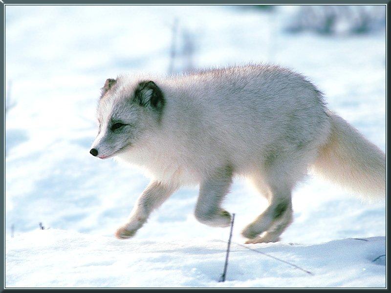 Arctic Fox (Alopex lagopus){!--북극여우-->; DISPLAY FULL IMAGE.