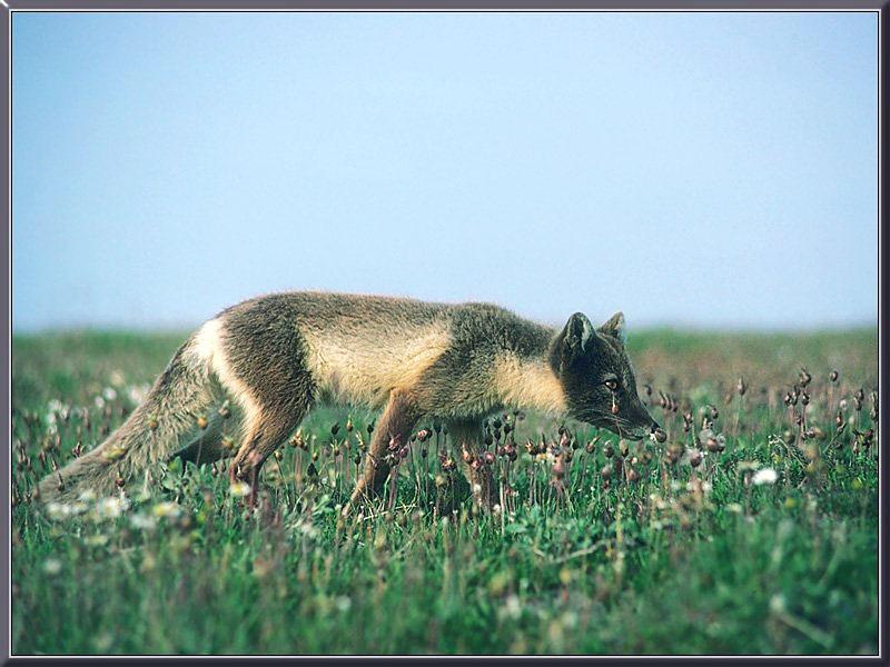 Arctic Fox (Alopex lagopus){!--북극여우--> blue phase; DISPLAY FULL IMAGE.