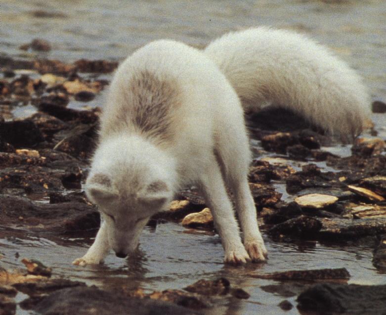 Arctic Fox (Alopex lagopus){!--북극여우-->; DISPLAY FULL IMAGE.