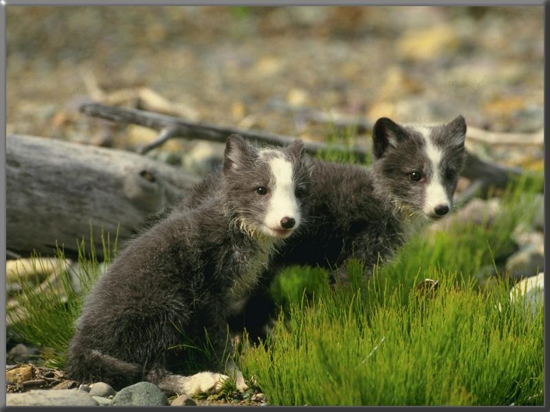 Arctic Fox (Alopex lagopus){!--북극여우--> two blue cubs; DISPLAY FULL IMAGE.