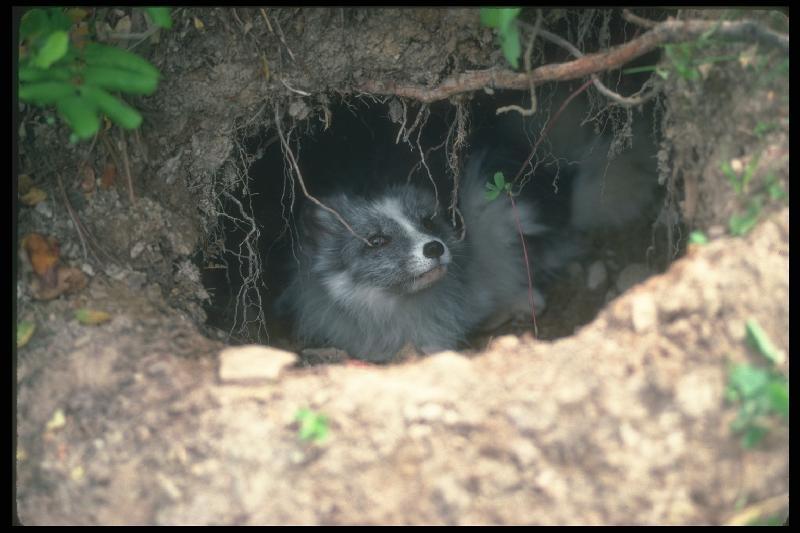 Arctic Fox (Alopex lagopus){!--북극여우--> in den; DISPLAY FULL IMAGE.