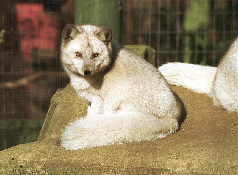 Arctic Fox (Alopex lagopus){!--북극여우-->; DISPLAY FULL IMAGE.