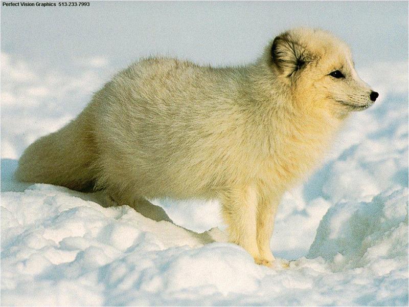 Arctic Fox (Alopex lagopus){!--북극여우/흰여우-->; DISPLAY FULL IMAGE.