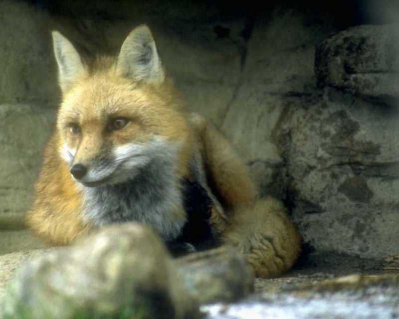 Red Fox (Vulpes vulpes){!--붉은여우--> resting; DISPLAY FULL IMAGE.