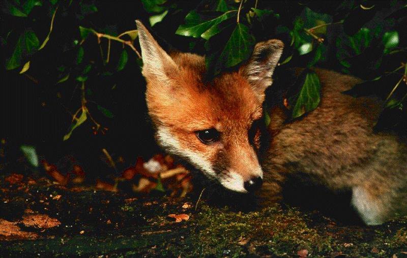 Red Fox (Vulpes vulpes){!--붉은여우--> resting; DISPLAY FULL IMAGE.