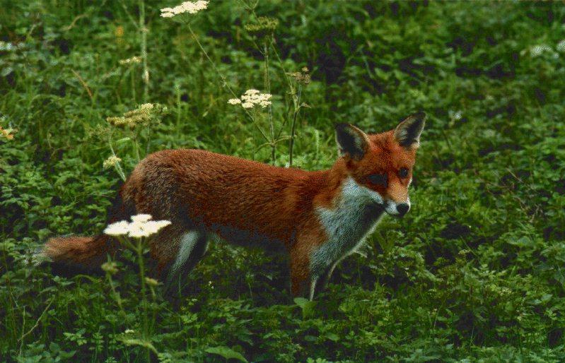 Red Fox (Vulpes vulpes){!--붉은여우-->; DISPLAY FULL IMAGE.