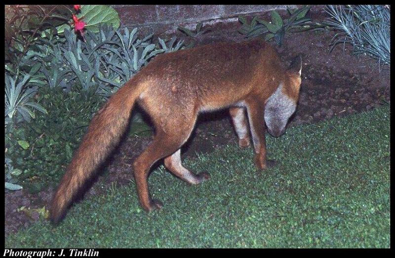 European Red Fox (Vulpes vulpes){!--유럽 붉은여우-->; DISPLAY FULL IMAGE.