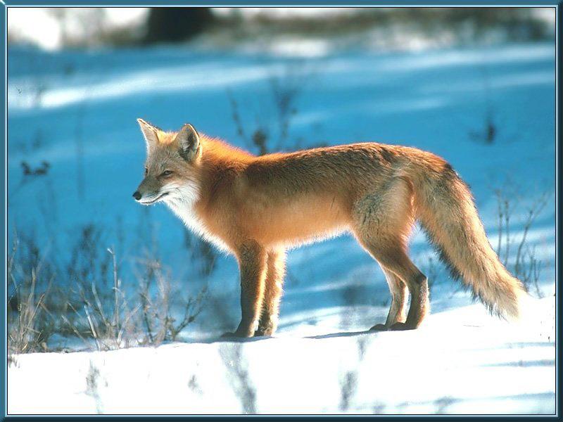 Red Fox (Vulpes vulpes){!--붉은여우-->; DISPLAY FULL IMAGE.
