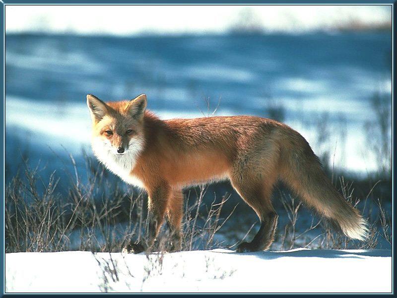 Red Fox (Vulpes vulpes){!--붉은여우-->; DISPLAY FULL IMAGE.