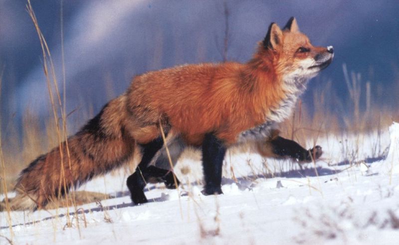 Red Fox (Vulpes vulpes){!--붉은여우-->; DISPLAY FULL IMAGE.