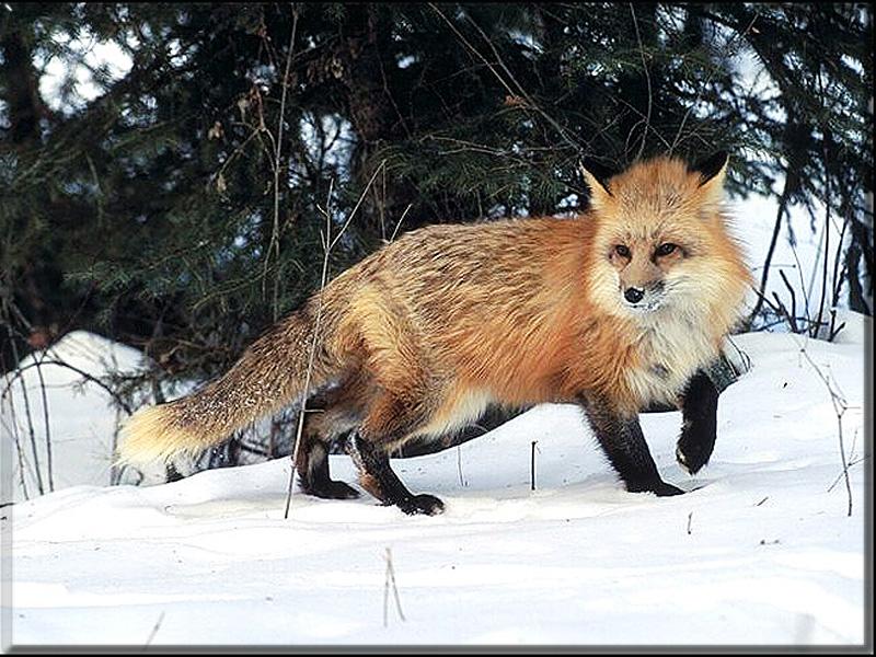 Red Fox (Vulpes vulpes){!--붉은여우-->; DISPLAY FULL IMAGE.