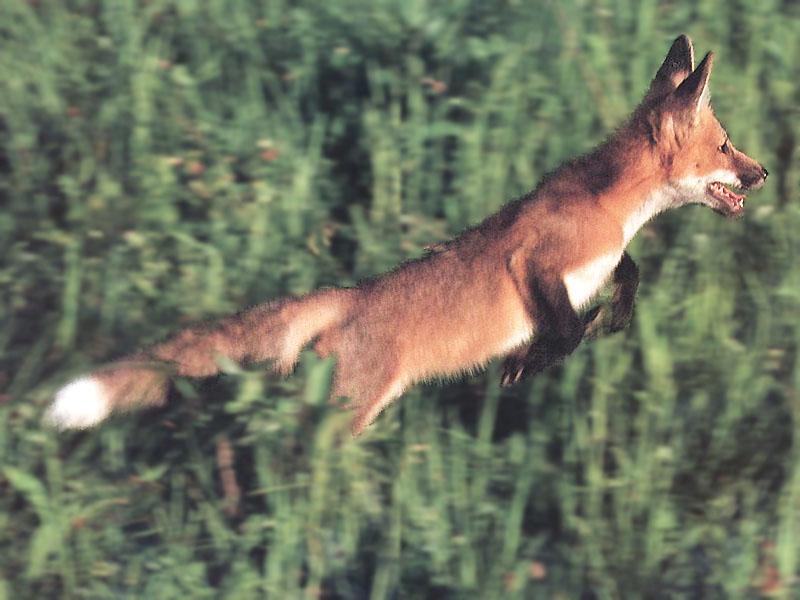 Red Fox (Vulpes vulpes){!--붉은여우--> jumping; DISPLAY FULL IMAGE.