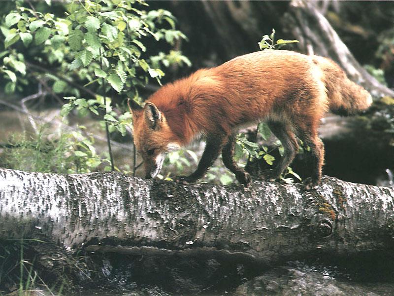 Red Fox (Vulpes vulpes){!--붉은여우-->; DISPLAY FULL IMAGE.