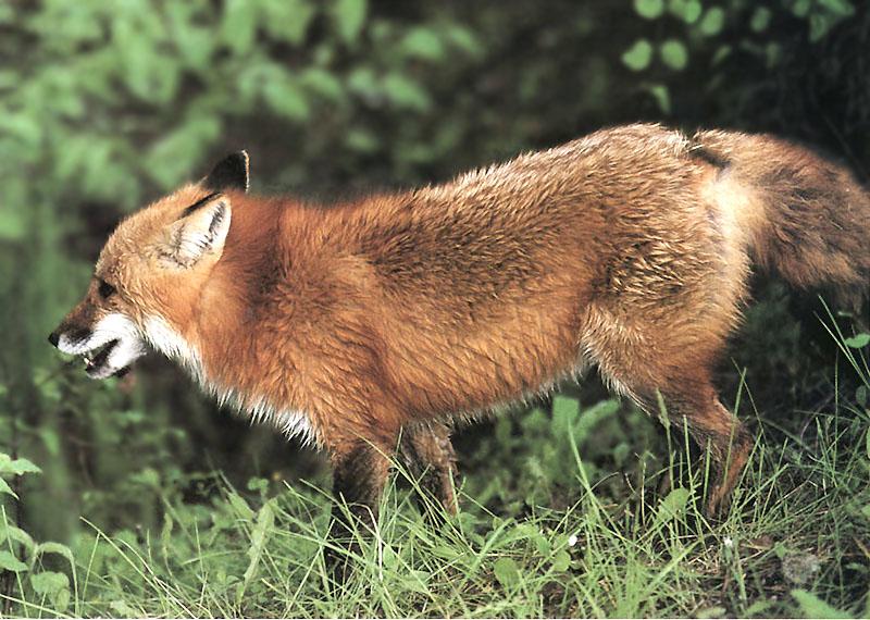 Red Fox (Vulpes vulpes){!--붉은여우-->; DISPLAY FULL IMAGE.