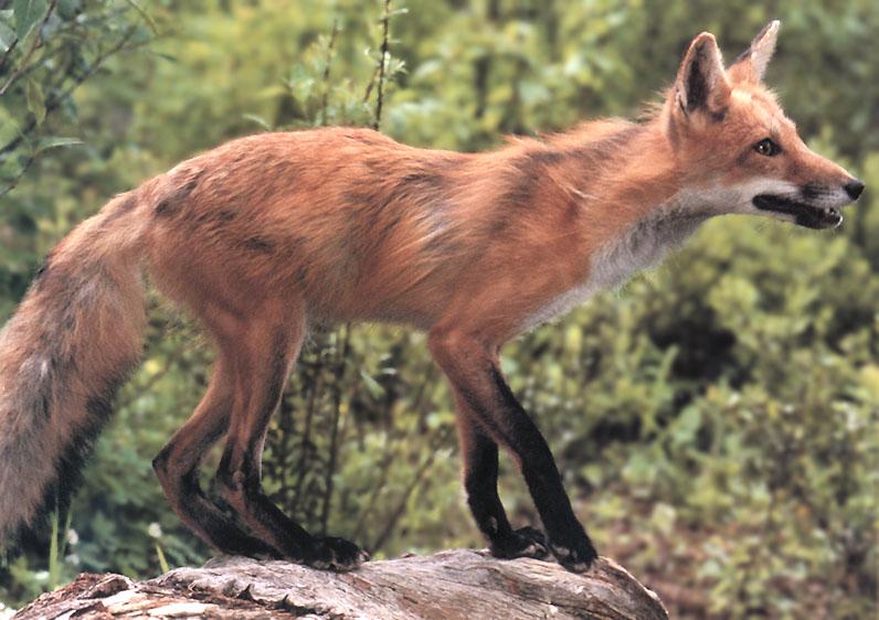 Red Fox (Vulpes vulpes){!--붉은여우-->; DISPLAY FULL IMAGE.