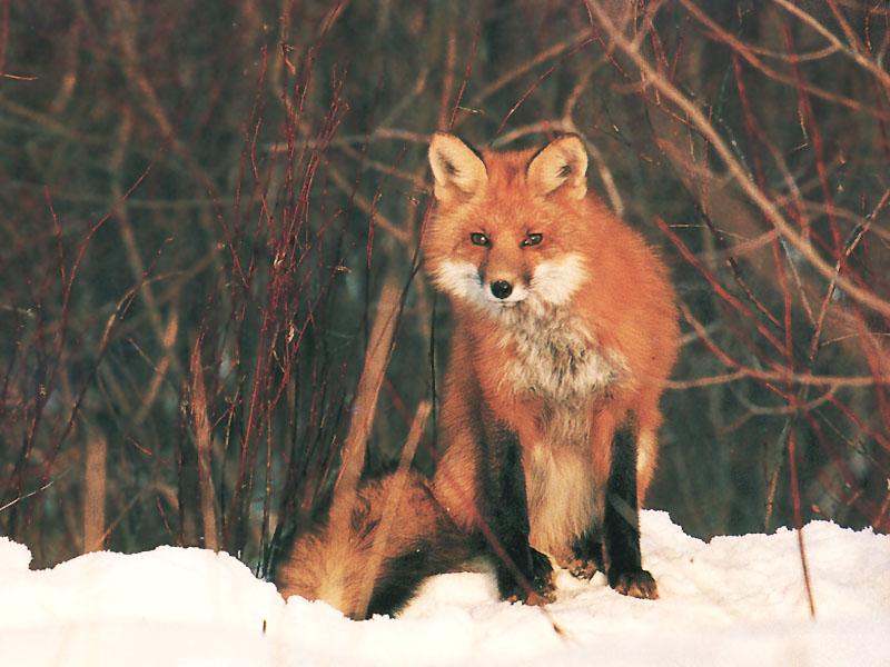 Red Fox (Vulpes vulpes){!--붉은여우-->; DISPLAY FULL IMAGE.