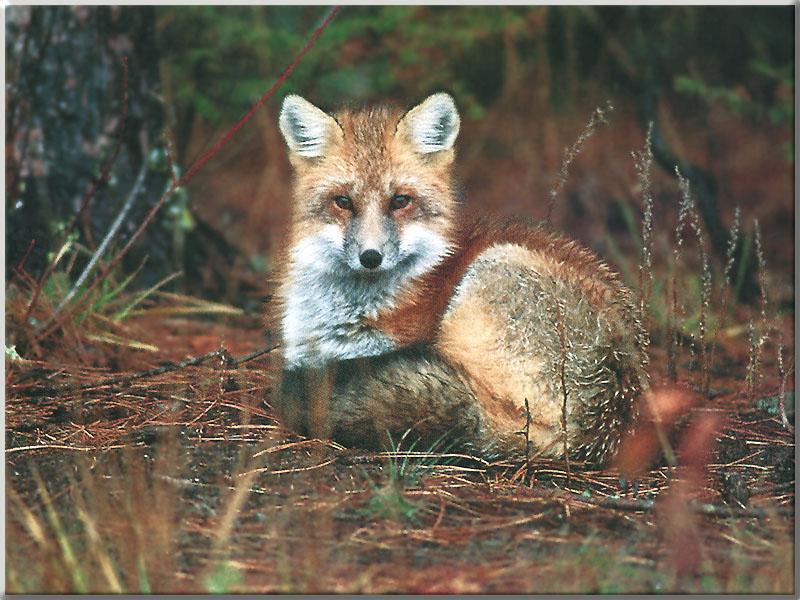 Red Fox (Vulpes vulpes){!--붉은여우-->; DISPLAY FULL IMAGE.