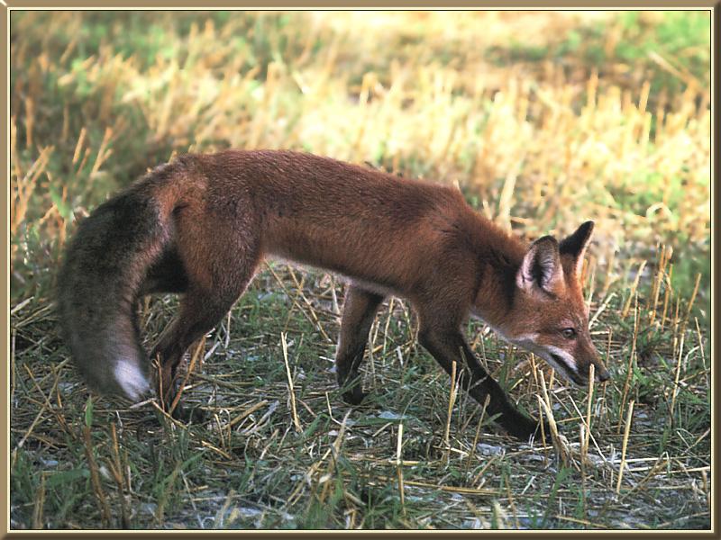 Red Fox (Vulpes vulpes){!--붉은여우-->; DISPLAY FULL IMAGE.