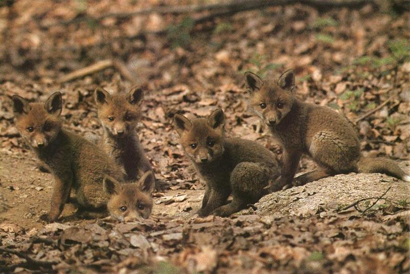 Red Fox (Vulpes vulpes){!--붉은여우--> pups; DISPLAY FULL IMAGE.
